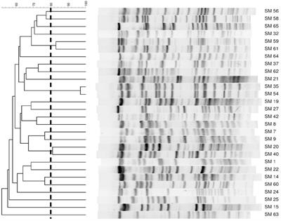 In vitro activities of antimicrobial combinations against planktonic and biofilm forms of Stenotrophomonas maltophilia